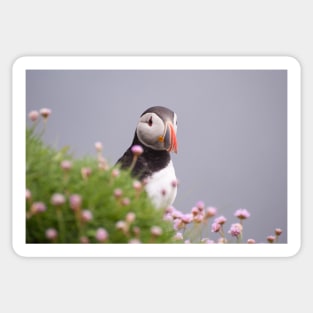 Puffin Sticker